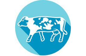 cattle_icon